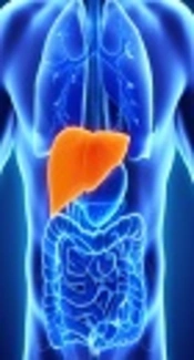 The Hepatoprotective Effect of Gallic Acid on Mercuric Chloride-Induced Liver Damage in Rats